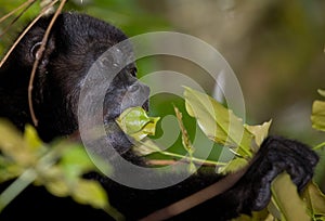 Eating Leaves