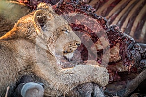 Eating Lion cub in the Kruger.