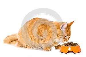 Eating maine coon cat with food bowl on white background
