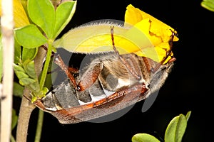 Eating may bug