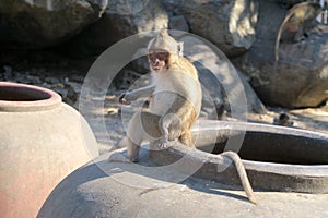 Eating monkey baby with funny face