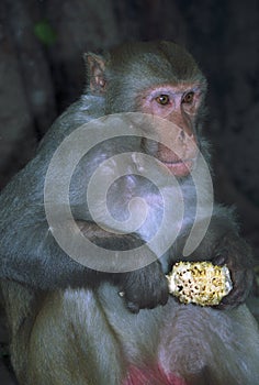 Eating monkey in India photo