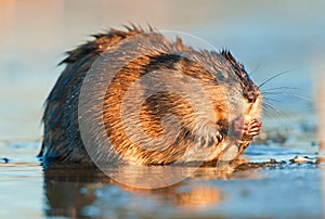 Eating Muskrat