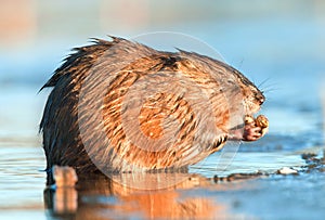 Eating Muskrat