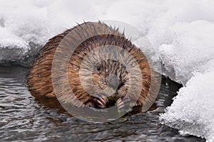 Eating Muskrat ondatra zibethicus