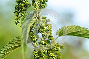 Eating Nettle Seeds. common nettle, stinging nettle or nettle leaf, Nettles from Herb Farm . exclusive larval food