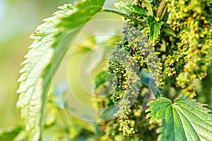 Eating Nettle Seeds. common nettle, stinging nettle or nettle leaf, Nettles from Herb Farm . exclusive larval food understory