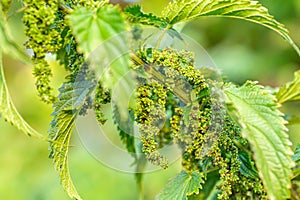 Eating Nettle Seeds. common nettle, stinging nettle or nettle leaf, Nettles from Herb Farm . exclusive larval food understory