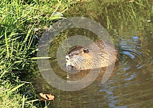 Eating nutria
