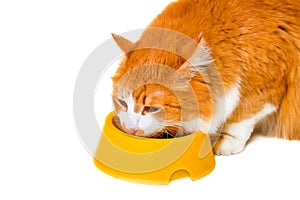 Eating orange and white cat