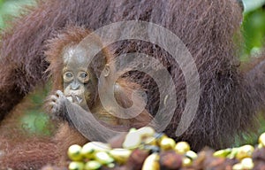 Eating Orangutan cube. Bornean orangut