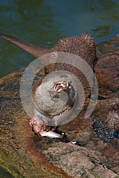 Eating otter