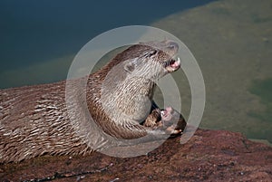 Eating otter