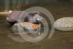 Eating otter