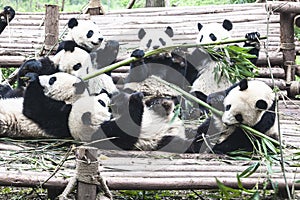 Panda bears, eating and playing giant pandas, Chengdu, China