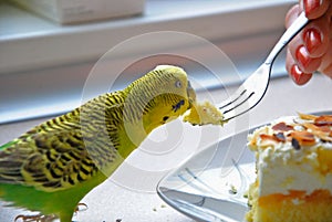 Eating parrot