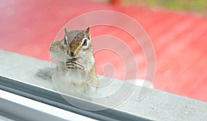 While eating peanuts, A curious Eastern chipmunk peers through my window from the sill outside.