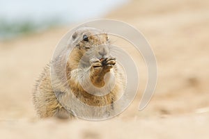 Eating prairie dog