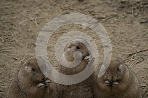 Eating prairie dogs