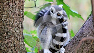 Eating Ring-tailed Lemur