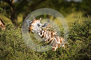 Eating Rothschild`s giraffe in Uganda