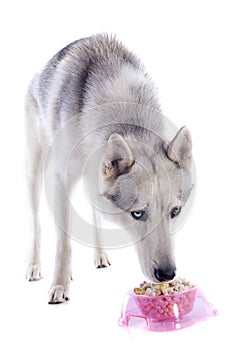 Eating siberian husky