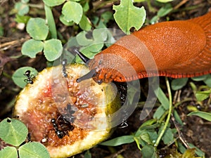 Eating slug