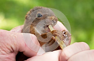 Eating squirrel baby
