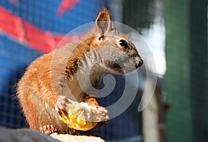 Eating squirrel