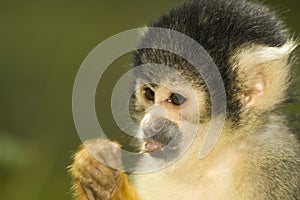 Eating Squirrel Monkey