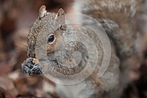 Squirrel eating peanut