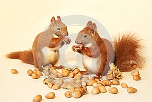 Eating squirrels