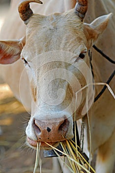 The eating straw cow in Thailand