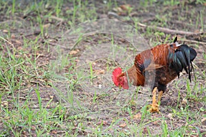 An eating stuff elegant rooster. Bird is picking up stuff like insects and grains off the soiled surface