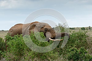 Eating Time - African Bush Elephant