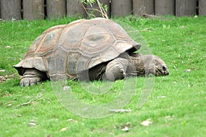 Eating time for big turtle