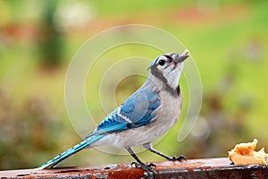 Eating time for blue jay