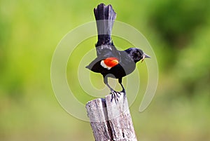 Eating time for red-winged Blackbird 7