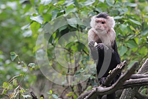 Eating white throated capuchin