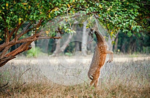 Eating wild male cheetal deer (Axis Axis). India