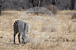 Eating zebra