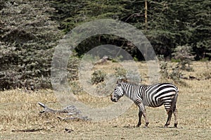 Eating zebra