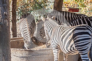 Eating zebras in zoo