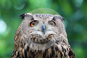 Eaurasian Owl photo