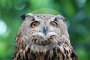 Eaurasian Owl