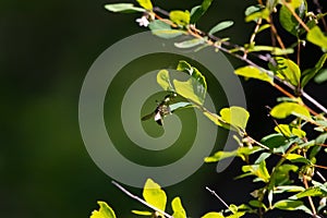 Eauropean Paper Wasp and Dogbane