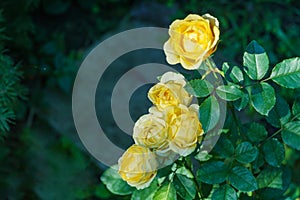 Eautiful bright yellow roses with green leaves in sunshine on blurred green background.