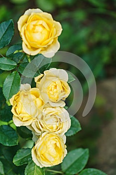 Eautiful bright yellow roses with green leaves in sunshine on blurred green background. Selective focus. Lyric motif for design.