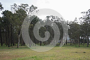 eautiful forest with eucaliptus and pine trees at Rodiles recreation area, Asturias photo