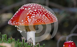 eautiful red fly agaric (Amanita muscaria (L.) Lam.) - two specimens - growing on the forest floor.